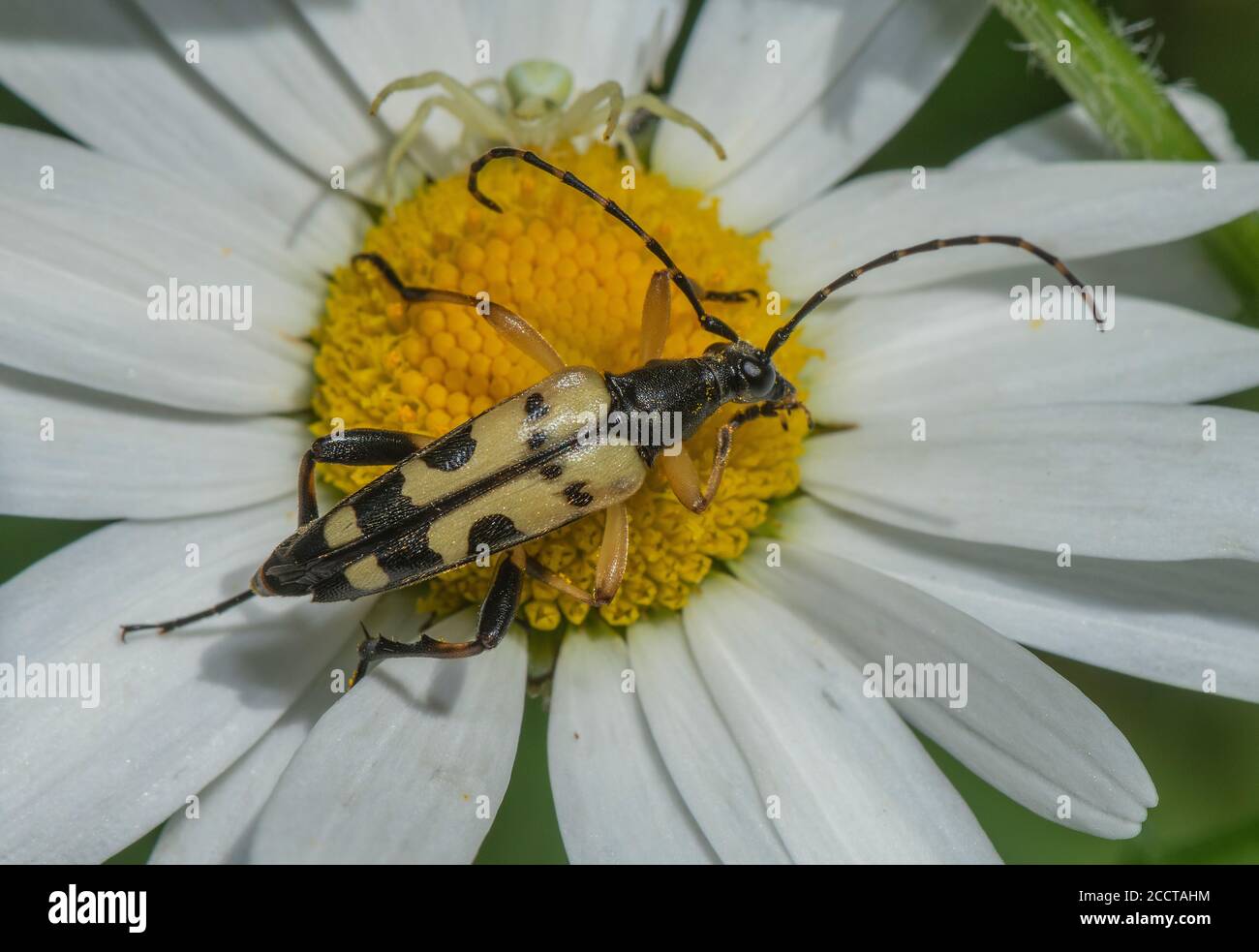 Longhorn noir et jaune, Rutpela maculata, se nourrissant du pollen de la fleur de Marguerite Ox-eye. Banque D'Images