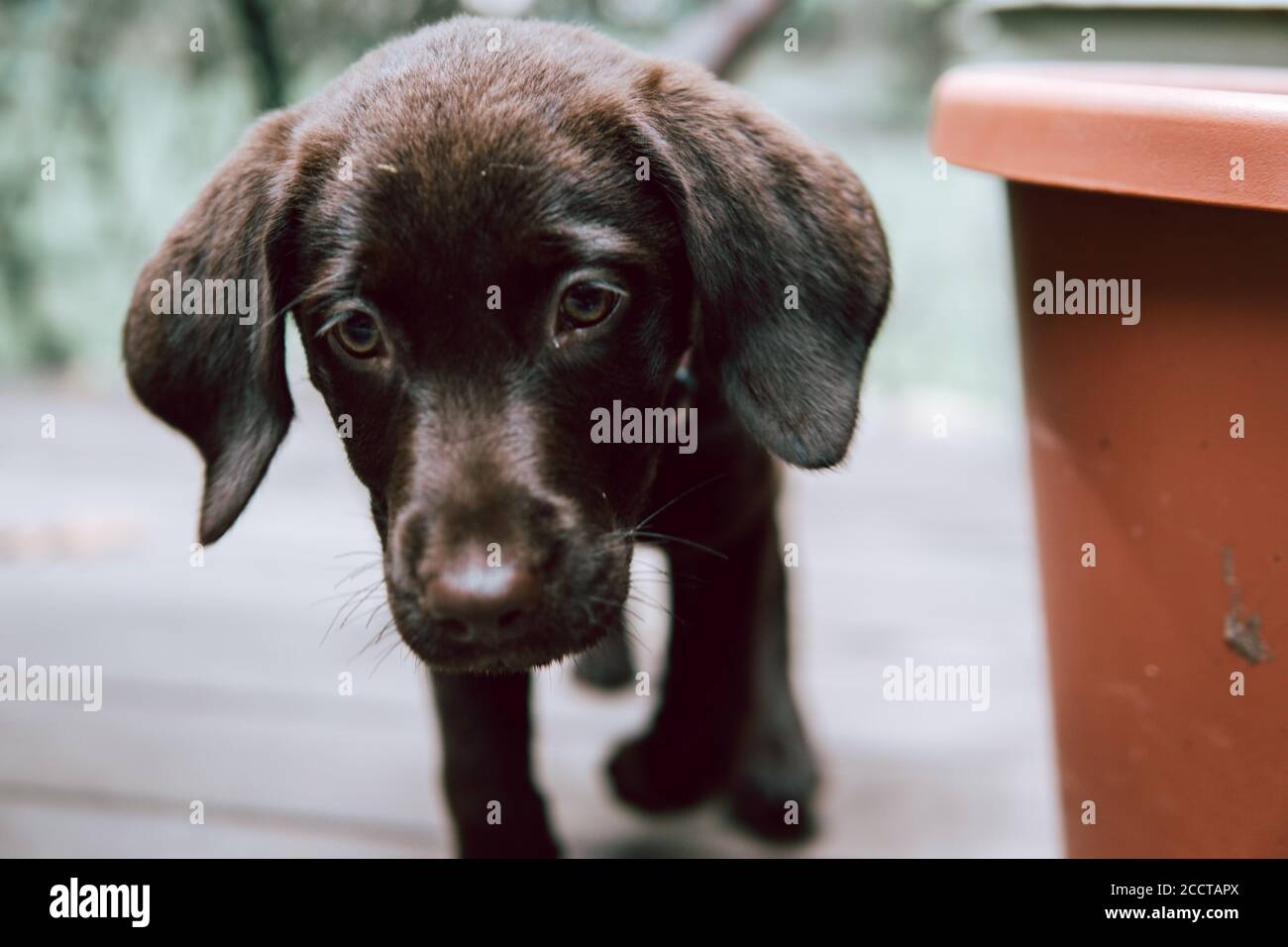 Gros plan de Labrador Puppy Banque D'Images