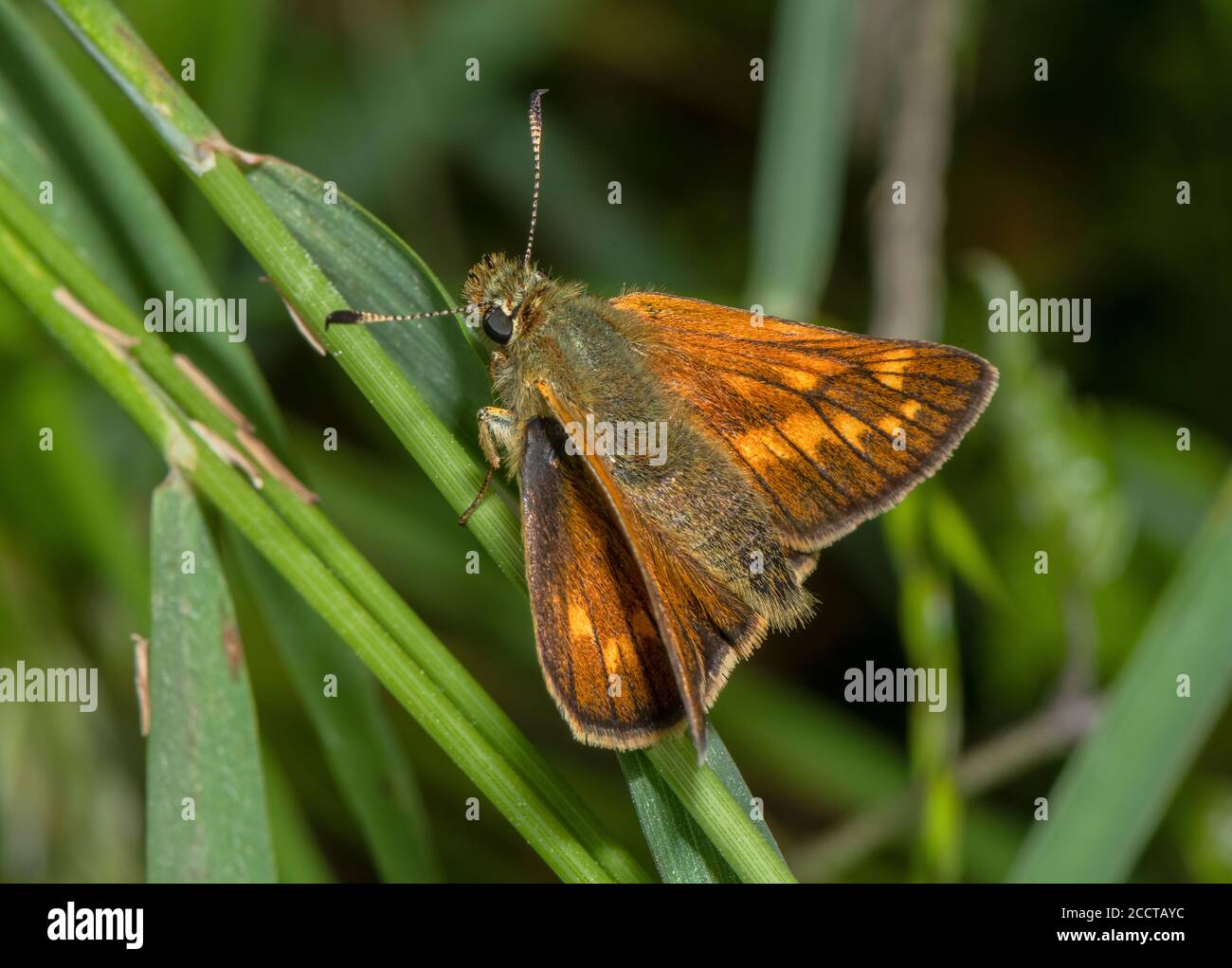 Grande hespérie femelle, Ochlodes sylvanus, perchée sur l'herbe. Banque D'Images