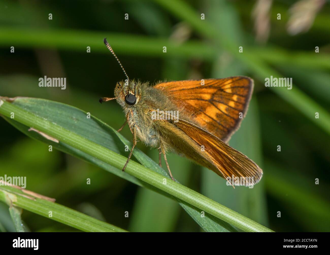 Grande hespérie femelle, Ochlodes sylvanus, perchée sur l'herbe. Banque D'Images