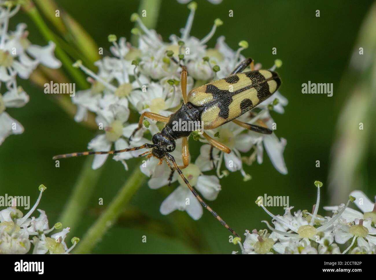Longhorn noir et jaune, Rutpela maculata, se nourrissant du pollen de fleur d'Angelica. Banque D'Images