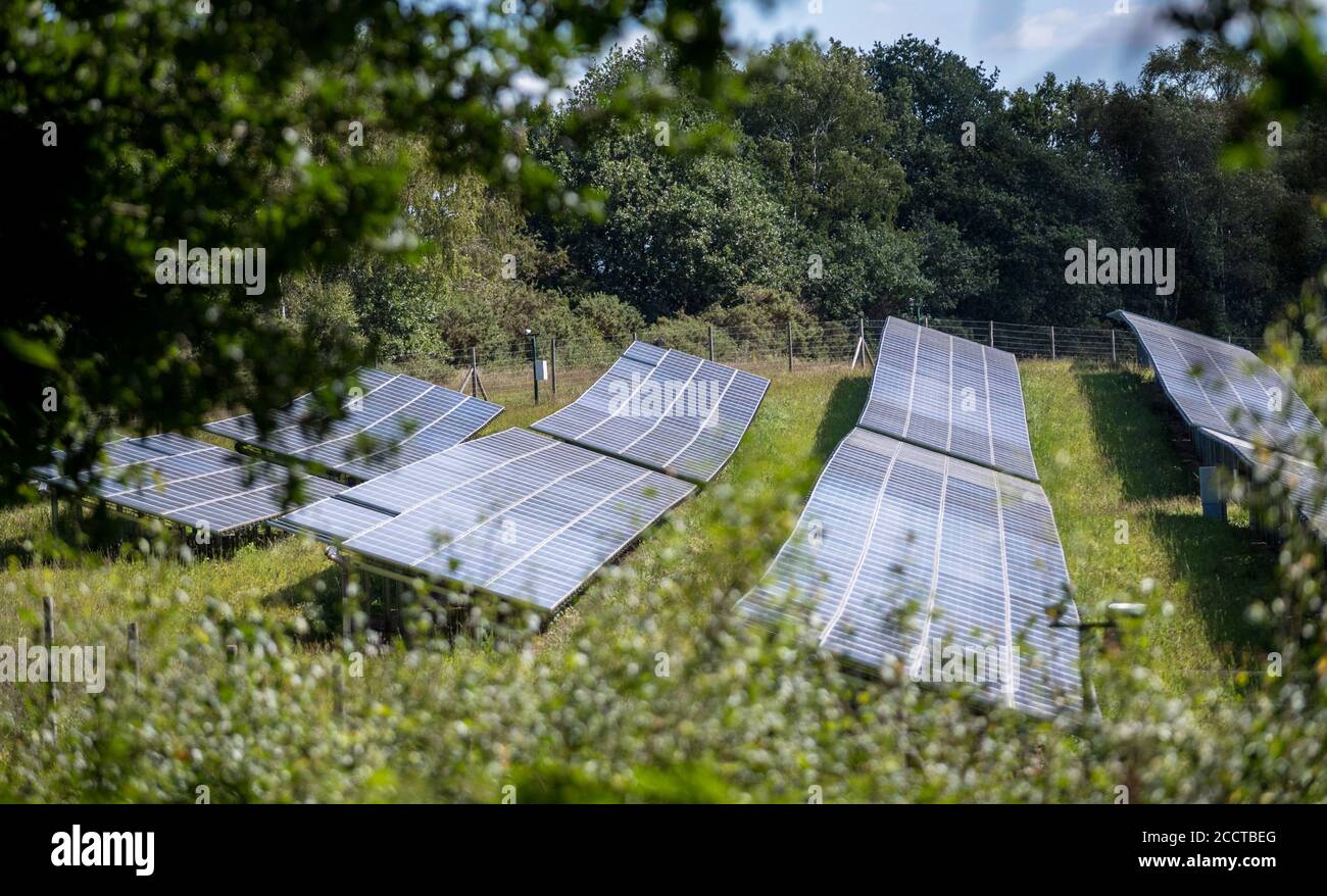 Panneaux solaires P.V. dans une ferme solaire sur le domaine de Welbeck, Meden Vale, dans le tinghamshire, dans une forêt. Banque D'Images