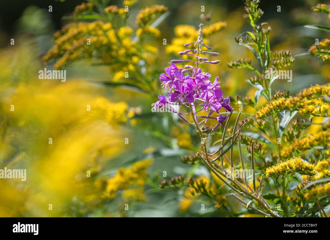 Fleurs sauvages de Rosebay Willowherb et de Goldenrod canadien. Banque D'Images