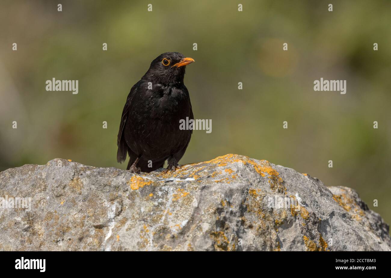 Mâle Blackbird, Turdus merula, perchée sur la roche calcaire de Portland, dans le plumage de reproduction. Banque D'Images