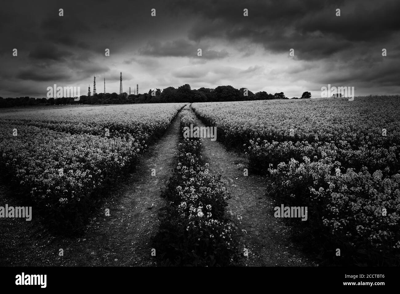 Champ de fleurs en noir et blanc, chemin devant Banque D'Images