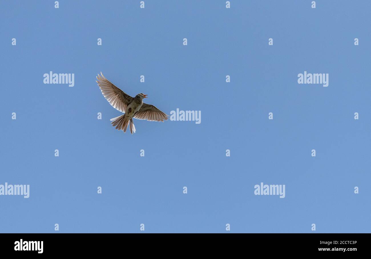 Skylark, Alauda arvensis, en vol pendant la saison de reproduction. Banque D'Images