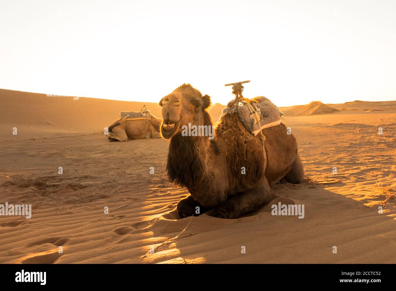 Chameau se reposant au lever du soleil, attendant les touristes pour une excursion dans le désert d'Erg Chebbi à Merzouga, au Maroc. Concept de voyage Banque D'Images