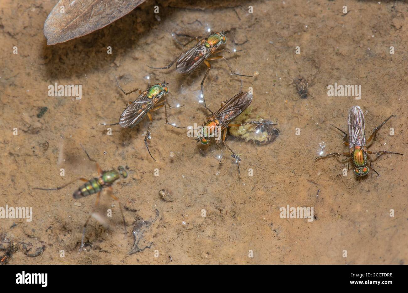 Les mouches sémaphore, Poecilobothrus nobilitatus, en groupe de courtage et de reproduction dans la zone humide boueuse, Alners Gorse, Dorset. Banque D'Images