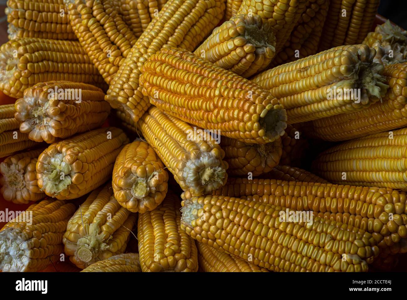 Épis de maïs jaune sec nourriture naturelle de grain sec Banque D'Images