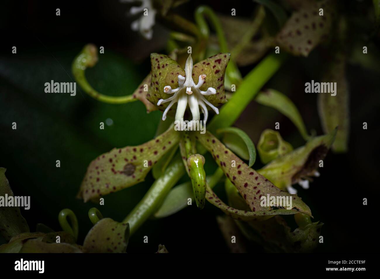 Orchid de la forêt nuageuse de Panama Banque D'Images