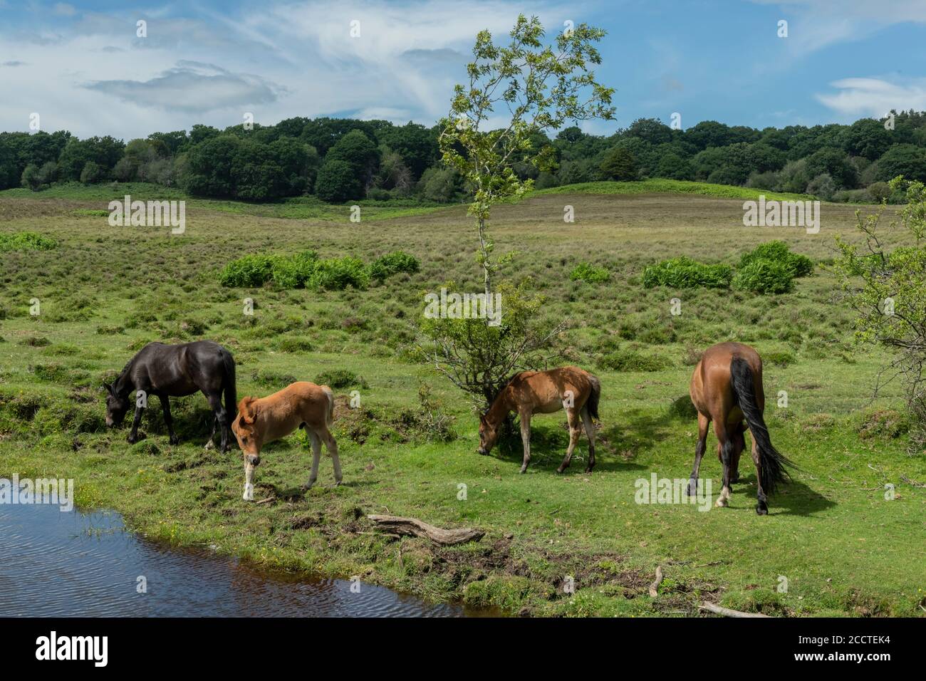 New Forest ponies, paître aux côtés de Dockens Water à Holly Hatch dans la New Forest, Hants. Banque D'Images