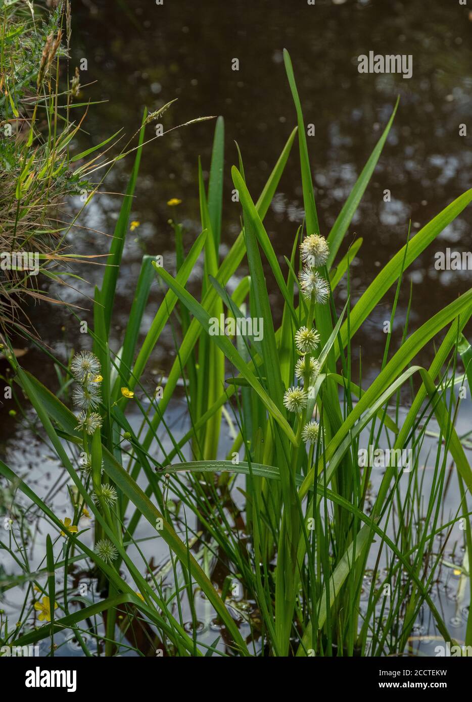 bur-Reed non ramifié, Sparganium emersum, croissant dans le ruisseau New Forest, Hants. Banque D'Images