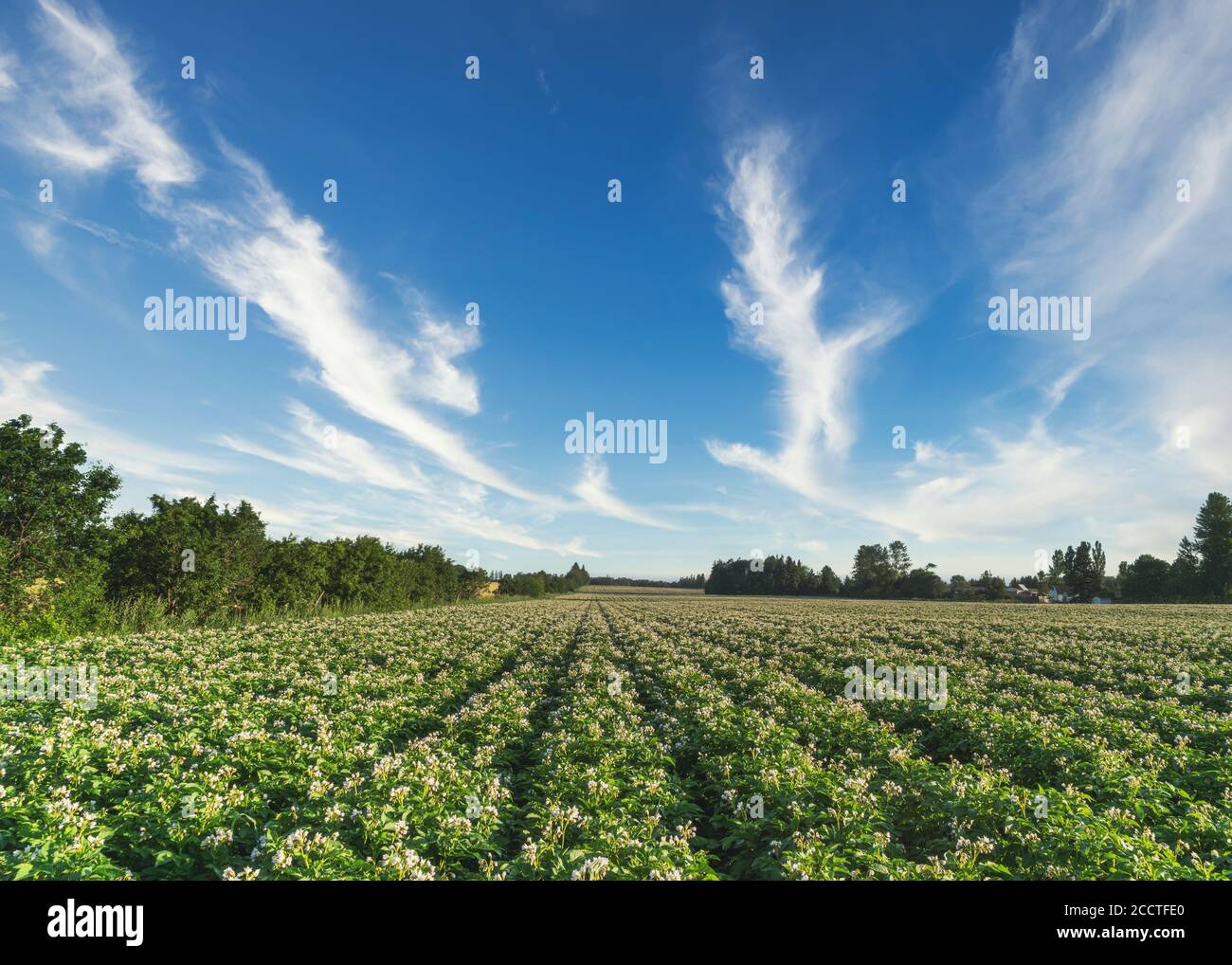 Un champ de pommes de terre à fleurs dans les régions rurales de l'Île-du-Prince-Édouard, au Canada. Banque D'Images