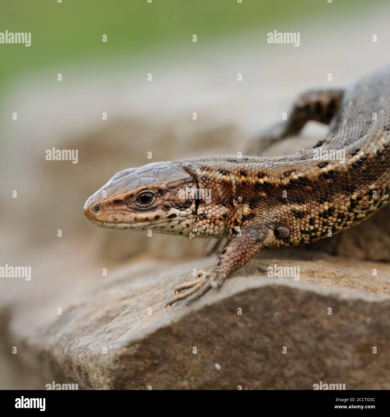 Lizard vivipare ( Zootoca vivipara ), lézard commun, rampant sur les rochers, en cours de réchauffement, tôt au printemps, belle vue détaillée, faune, Europe. Banque D'Images