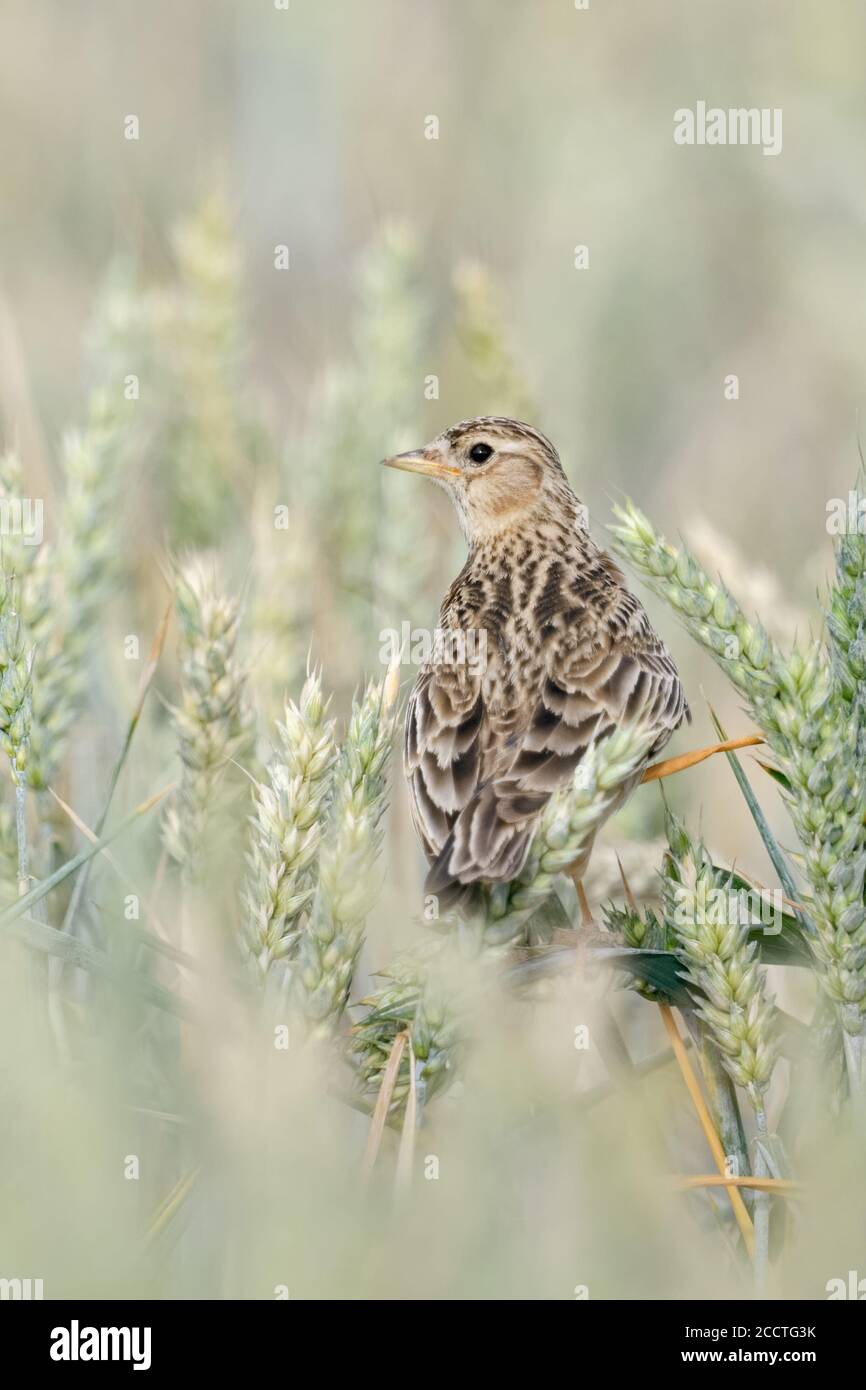 Skylark eurasien / Feldlerche ( Alauda arvensis ) perchée dans un champ de blé, observation autour, oiseau caractéristique de terres agricoles ouvertes, belle vue arrière, Banque D'Images