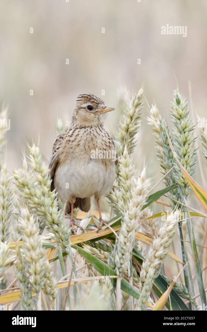 Skylark eurasien ( Alauda arvensis ) perchée dans un champ de blé presque mûr, crête élevée, oiseau de terre ouverte, belle vue frontale, faune, Europe. Banque D'Images