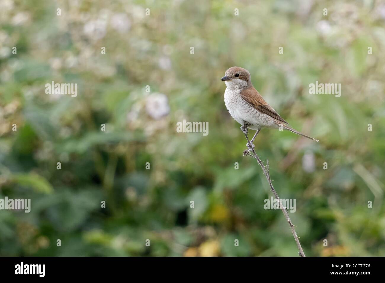 Shrike à dos rouge ( Lanius collurio ), femelle adulte, oiseau typique de hedgerow, assis, perché sur une tige sèche au bord d'une haie de blackberry, W Banque D'Images