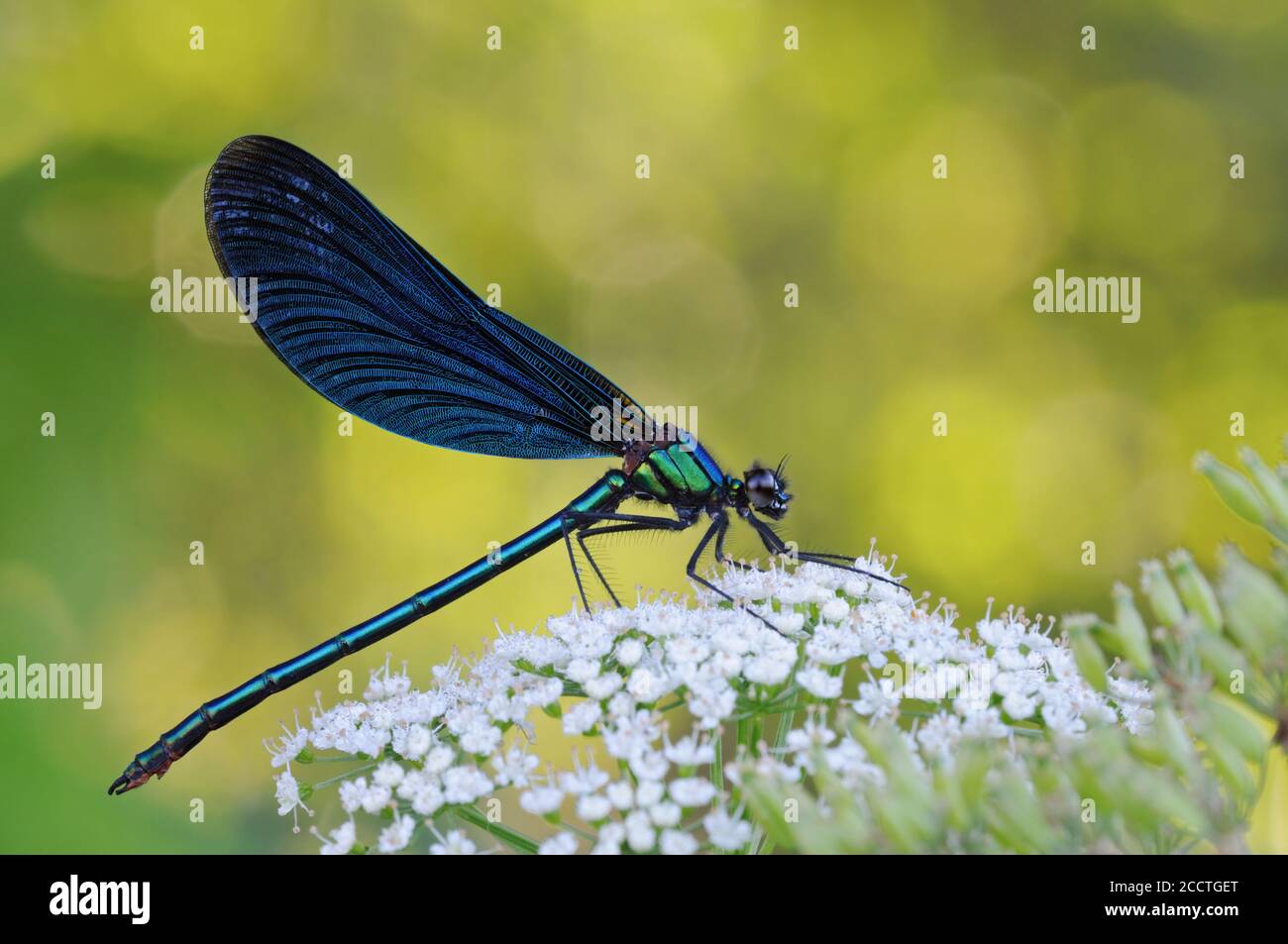 Belle Demoiselle / Blauflügel-Prachtlibelle ( Calopteryx virgo ), damselfly indigène, reposant sur la dentelle de la reine Anne / carotte sauvage, faune, Europe. Banque D'Images