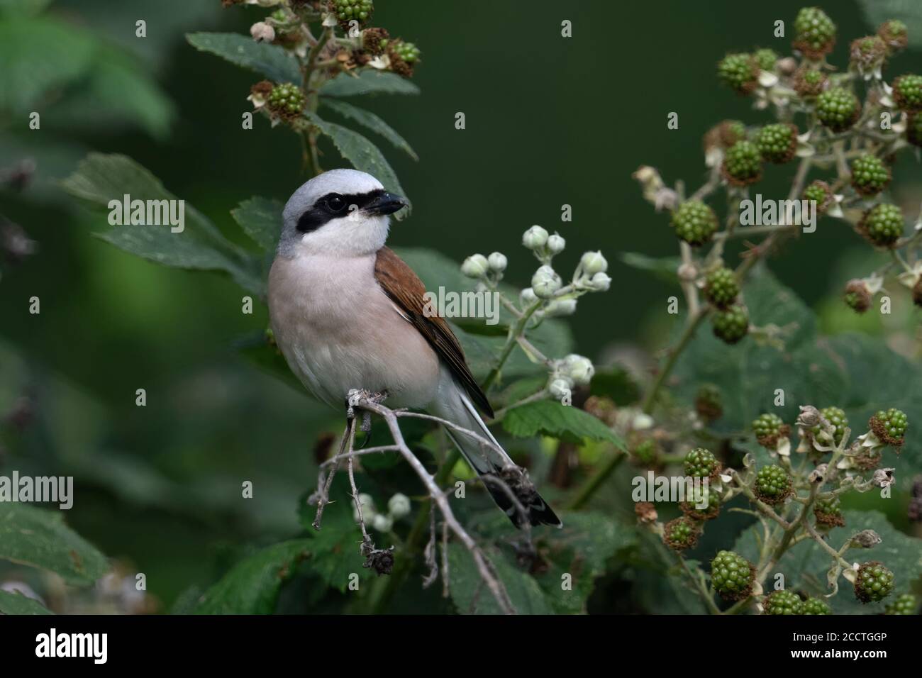 Shrike à dos rouge ( Lanius collurio ), homme adulte en robe de reproduction colorée, perché dans un brousse de mûres, regardant par-dessus son épaule, chasse, sauvage Banque D'Images