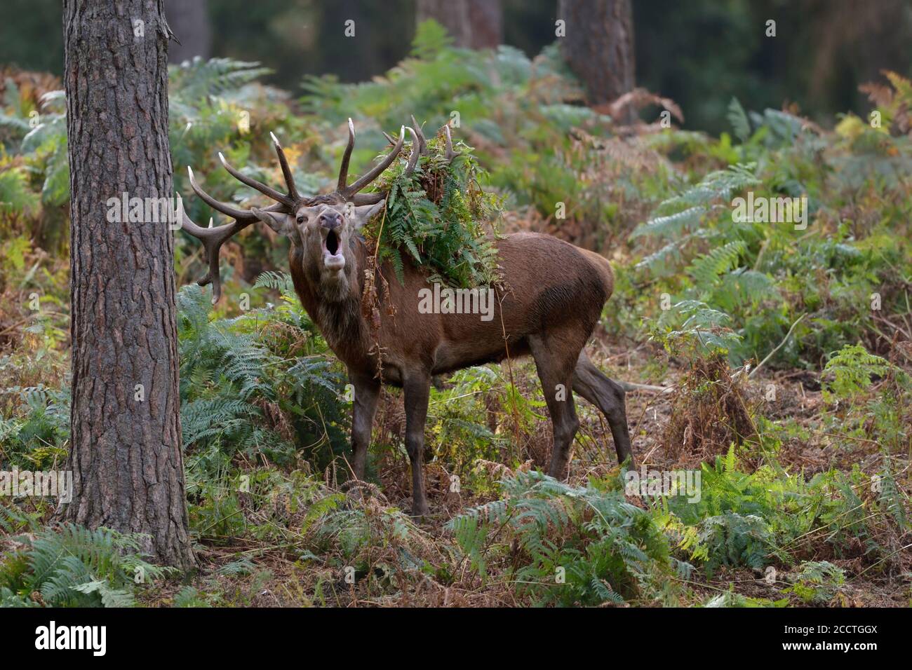 Red Deer ( Cervus elaphus ), cerf à 18 points qui orne dans les bois au cours de l'ornière, bois couverts de saumâtres et de fougères, Europe. Banque D'Images
