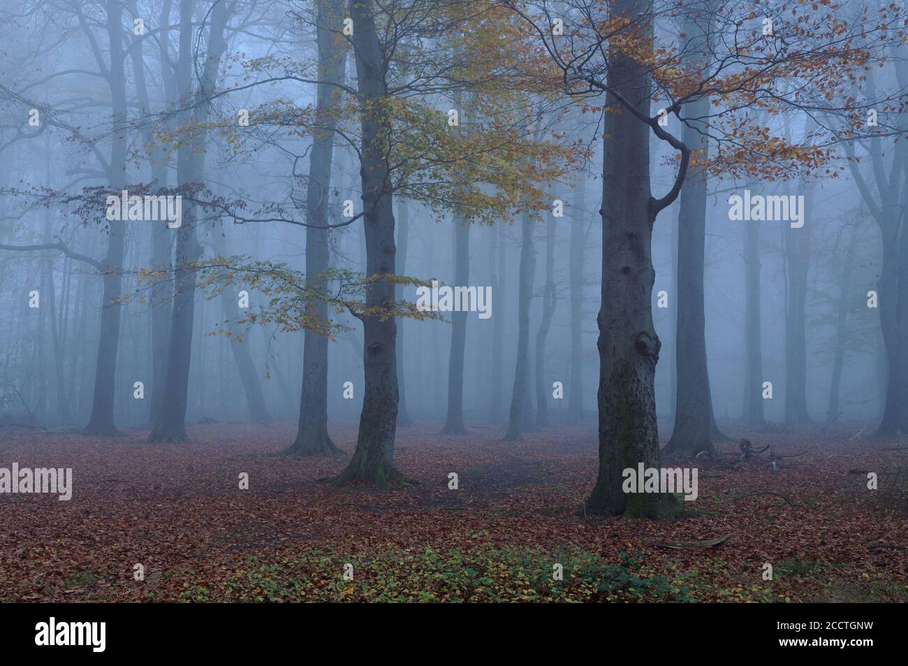 Vieille forêt de hêtre dans l'humeur d'automne, décoloration des feuilles, chute des feuilles, brouillard épais à l'heure bleue, jour typique de novembre, Europe. Banque D'Images