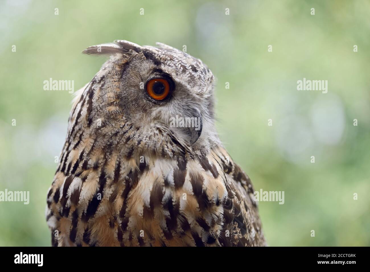 La hibou de l'aigle eurasien ( Bubo bubo ), également appelée la hibou de l'aigle du Nord ou la hibou de l'aigle européen ou la hibou de l'aigle, adulte, belle tête, vue latérale, Europe. Banque D'Images