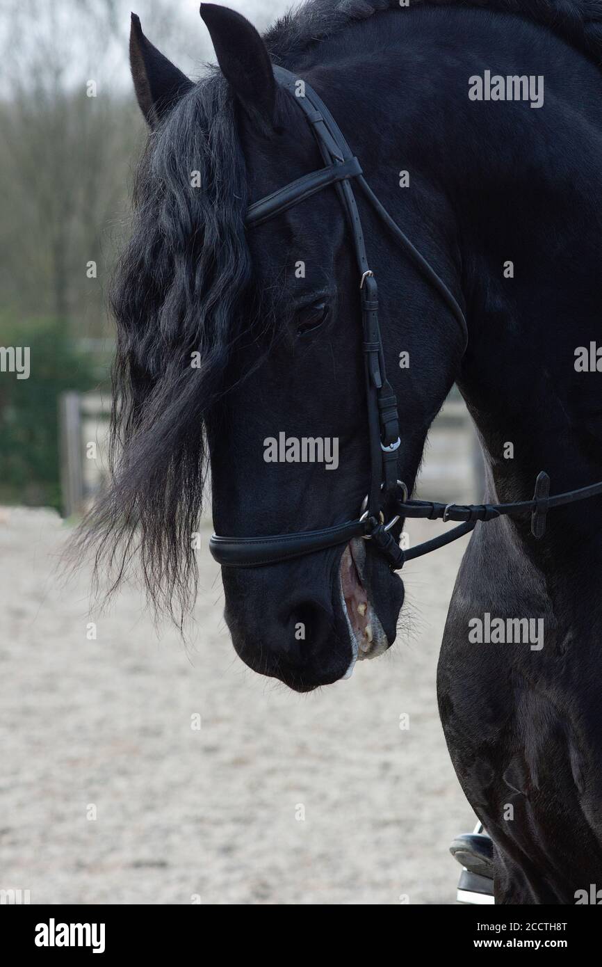 Un détail de la race de dressage spécial Friesian Horse in noir avec fourrure brillante dans un enclos Banque D'Images