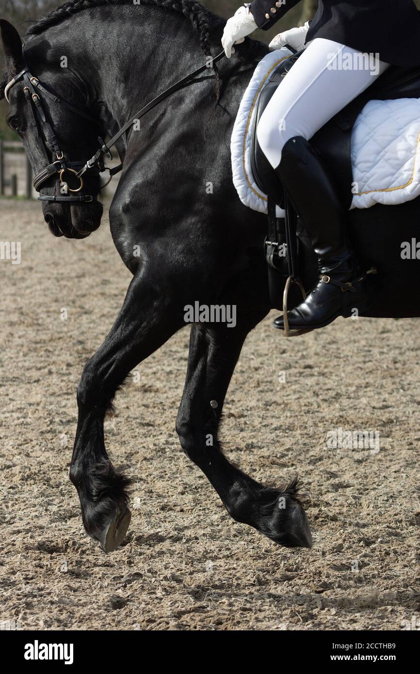 Un détail de la race de dressage spécial Friesian Horse in noir avec fourrure brillante dans un enclos Banque D'Images