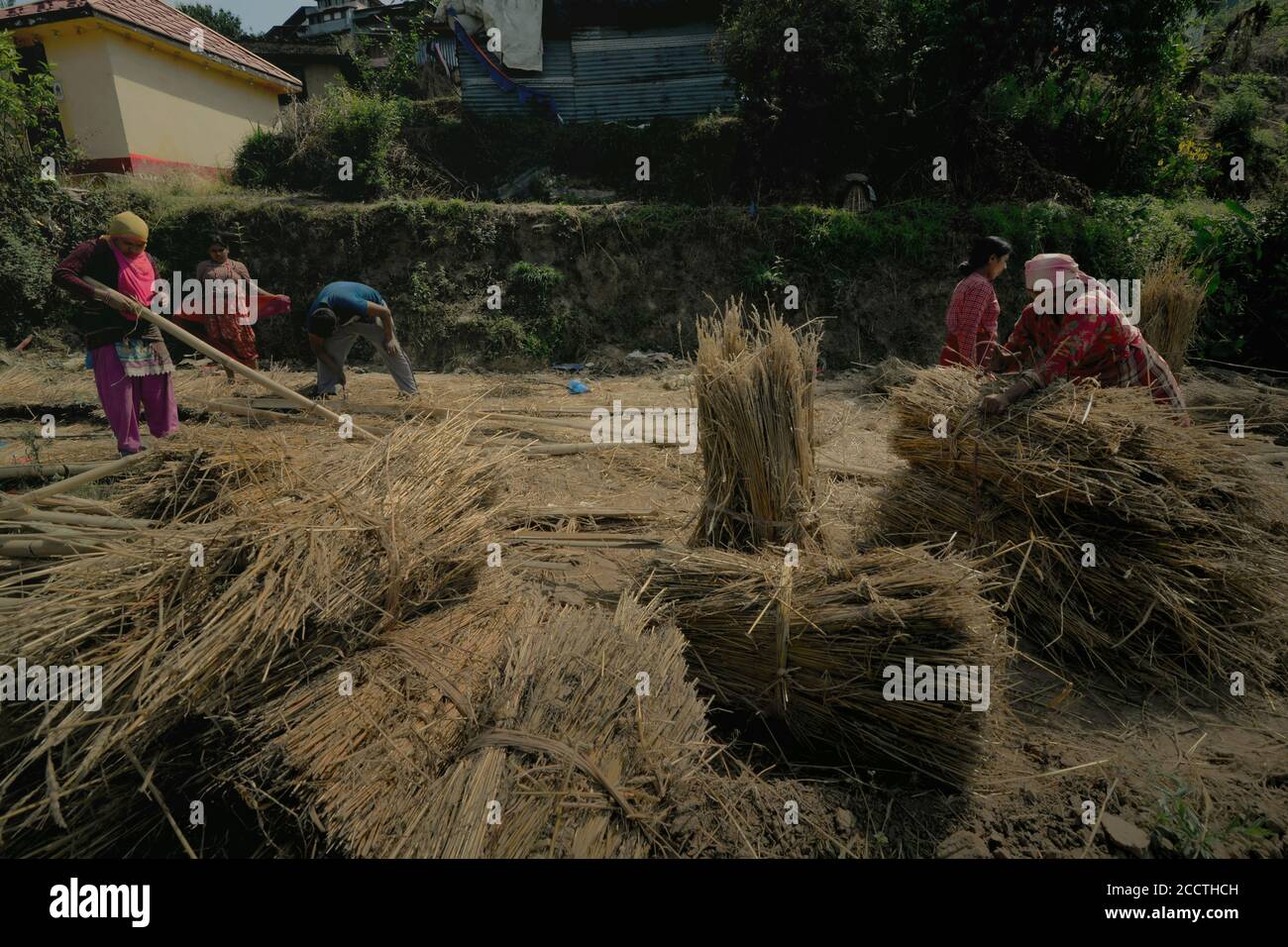 Les femmes gerbaient des wheatherb sèches à la périphérie de Bhaktapur, province de Bagmati Pradesh, au Népal. Banque D'Images