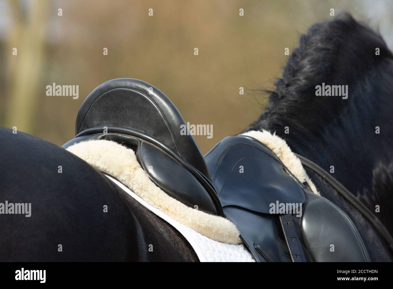Un détail de la race de dressage spécial Friesian Horse in noir avec fourrure brillante dans un enclos Banque D'Images