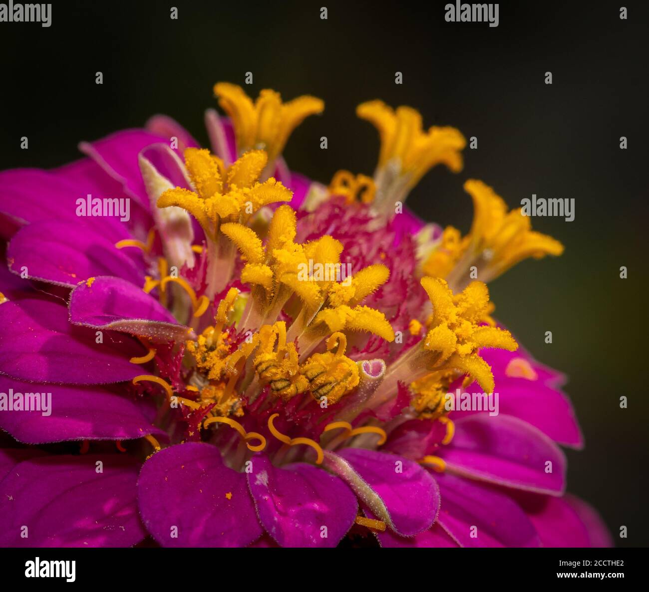 Gros plan de fuchsia zinnia sur fond vert flou Banque D'Images