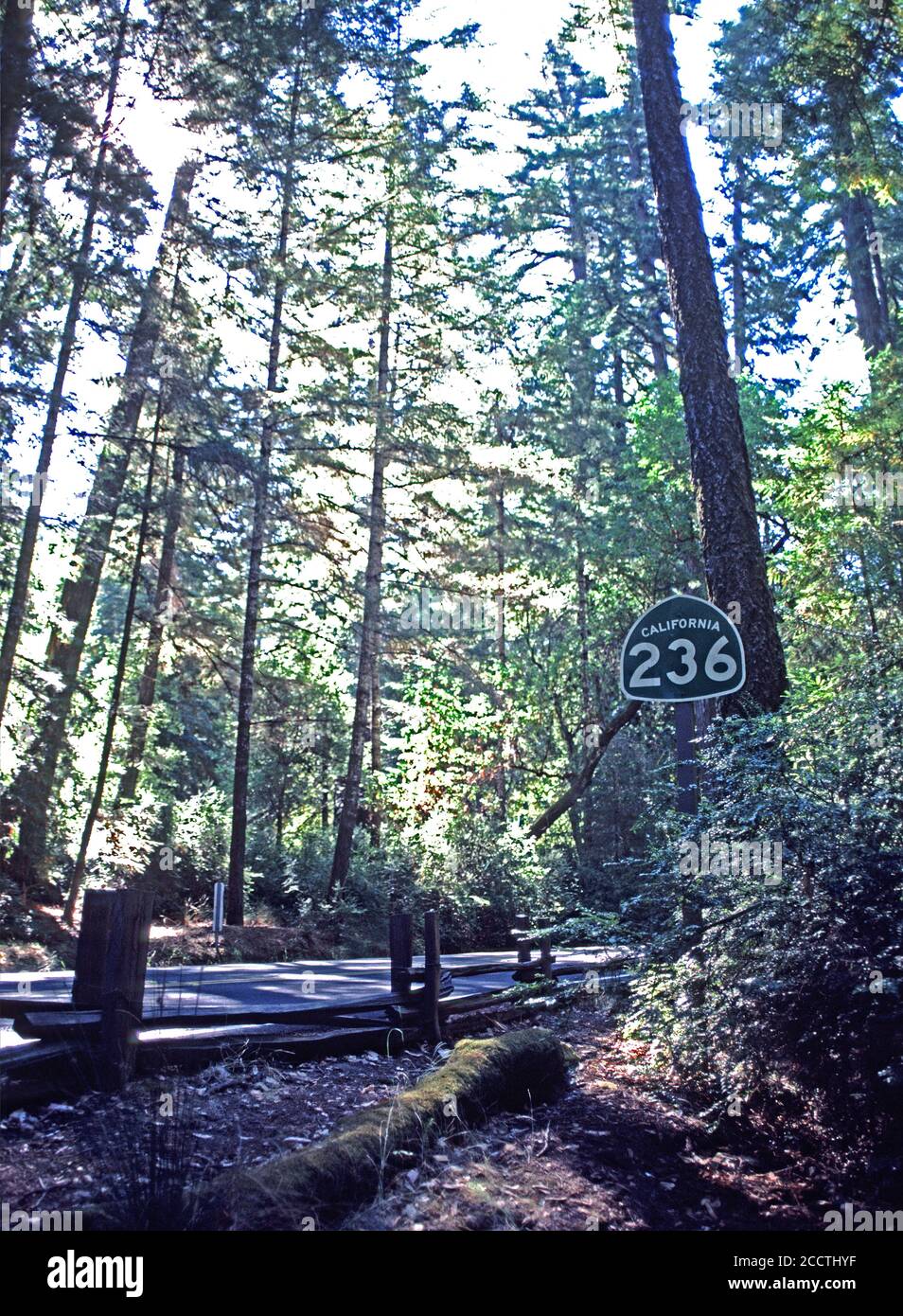 Le panneau California 236, Big Basin Way, traverse le parc national Big Basin Redwoods, dans les montagnes de Santa Cruz, en Californie. Années 1980, années 80, États-Unis, États-Unis, Banque D'Images