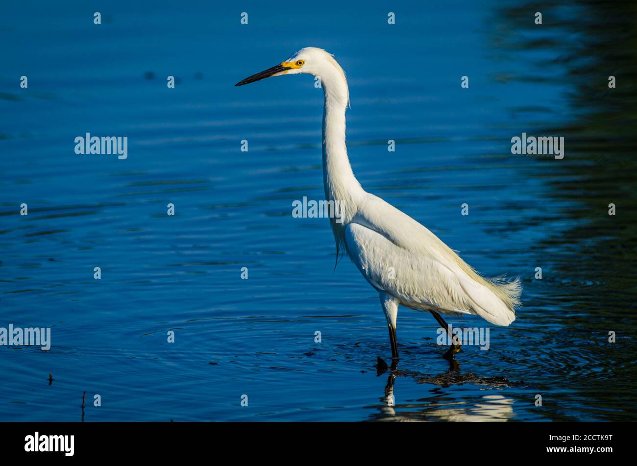 Egret enneigé (egretta thula) barboter le long des eaux peu profondes de l'étang de chasse d'Expo Park pour les petits poissons, Aurora Colorado USA. Photo prise en juillet. Banque D'Images