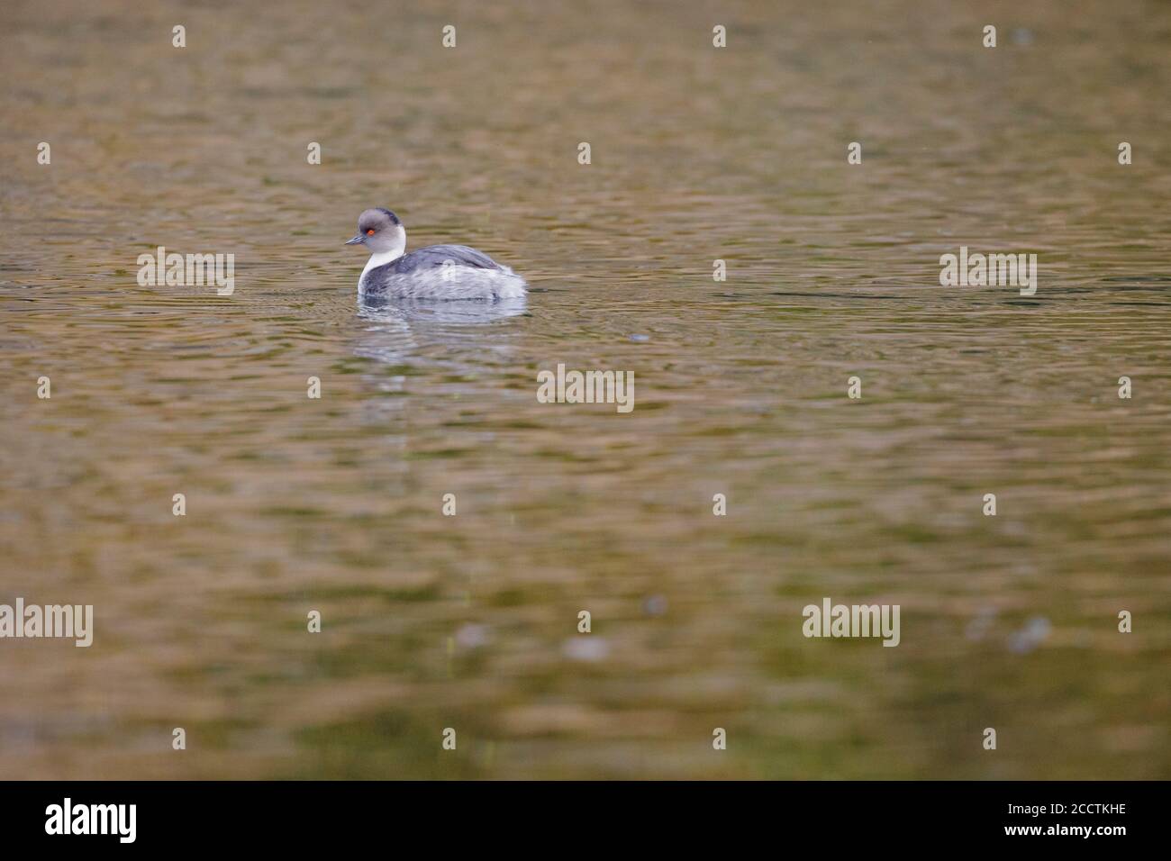 La grébe de Silvery du Sud (Podiceps occipitalis) dans l'eau. Lac Quillelhue. Parc national de Villarica. Chili. Banque D'Images