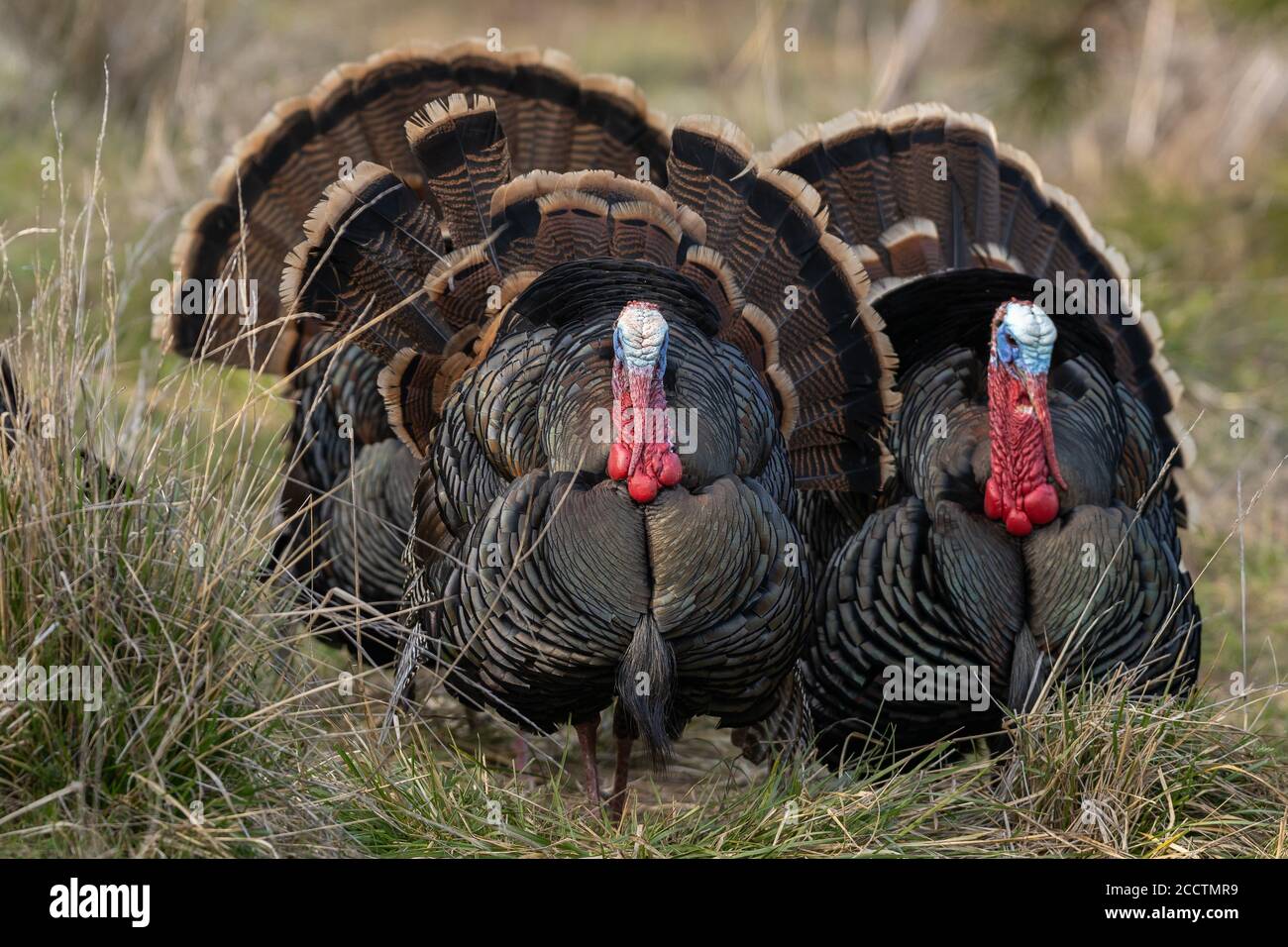 Des dindes de Tom sauvages qui orne une danse d'accouplement avec leurs plumes de queue bronzées. Oregon, Ashland, Cascade Siskiyou Monument national. Ressort Banque D'Images