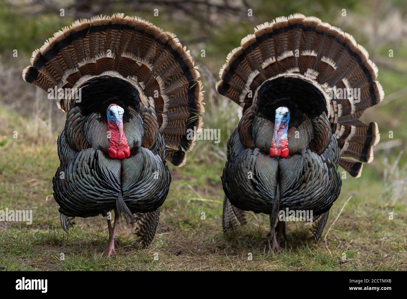 Des dindes de Tom sauvages qui orne une danse d'accouplement avec leurs plumes de queue bronzées. Oregon, Ashland, Cascade Siskiyou Monument national. Ressort Banque D'Images