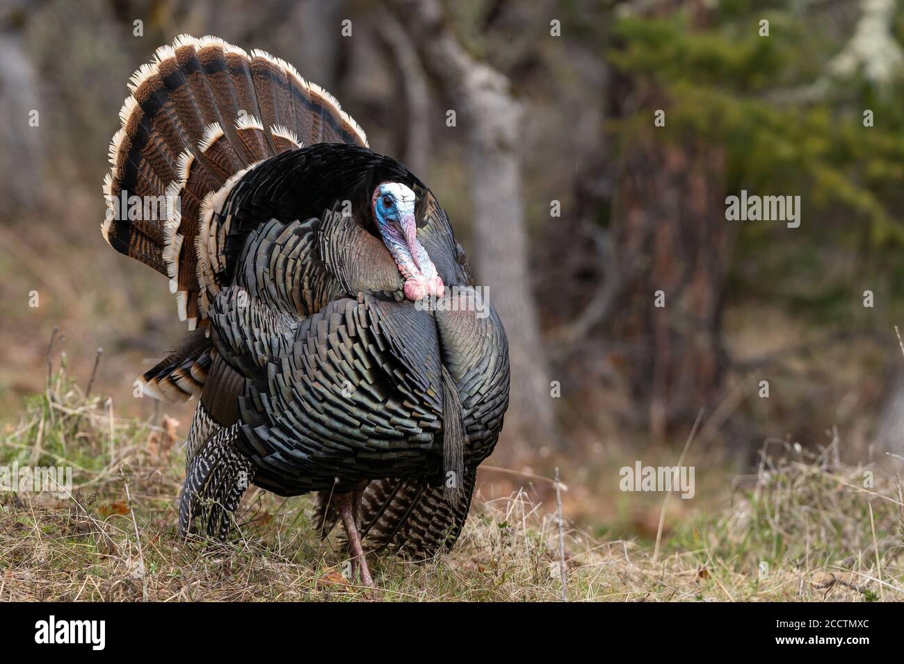 Des dindes de Tom sauvages qui orne une danse d'accouplement avec leurs plumes de queue bronzées. Oregon, Ashland, Cascade Siskiyou Monument national. Ressort Banque D'Images