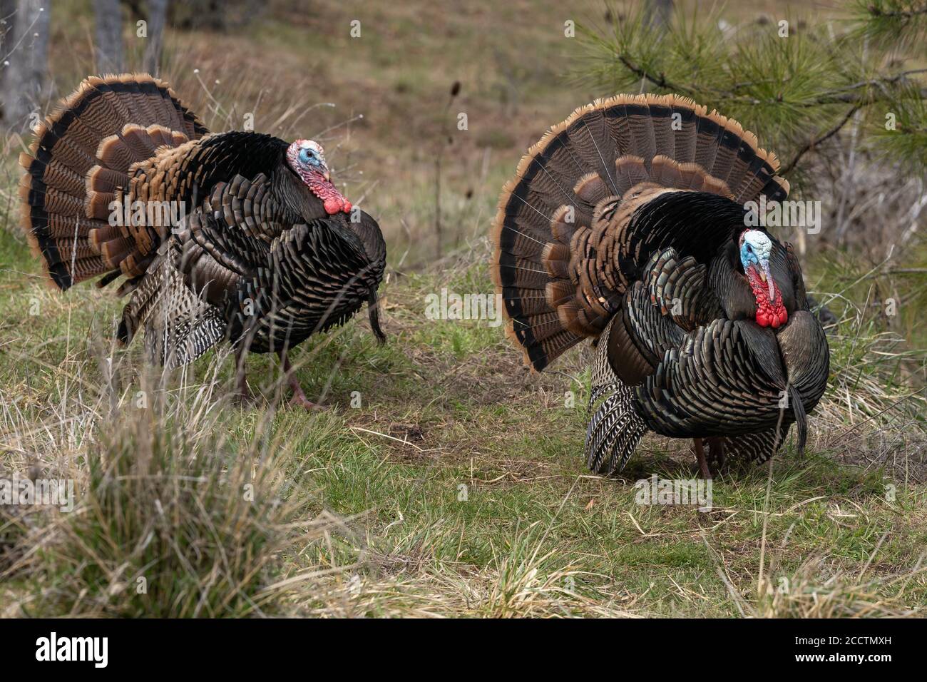 Des dindes de Tom sauvages qui orne une danse d'accouplement avec leurs plumes de queue bronzées. Oregon, Ashland, Cascade Siskiyou Monument national. Ressort Banque D'Images