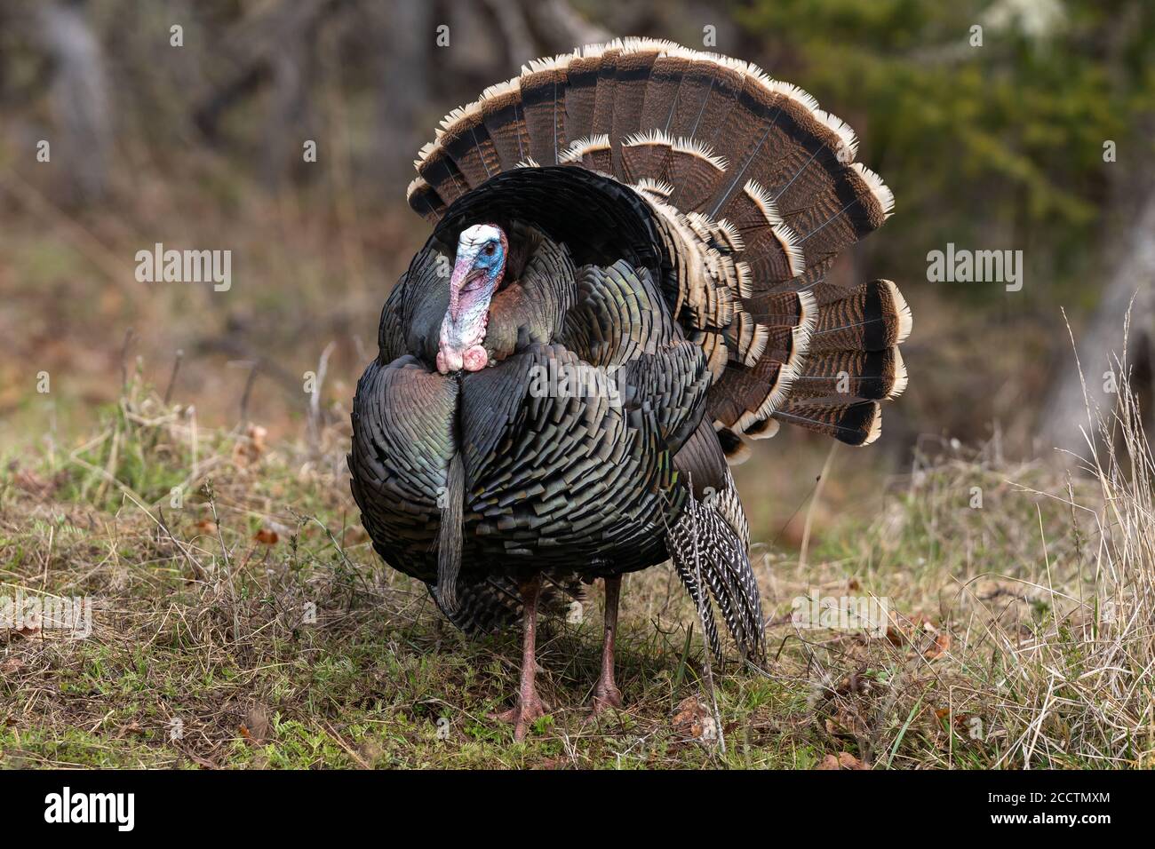 Des dindes de Tom sauvages qui orne une danse d'accouplement avec leurs plumes de queue bronzées. Oregon, Ashland, Cascade Siskiyou Monument national. Ressort Banque D'Images
