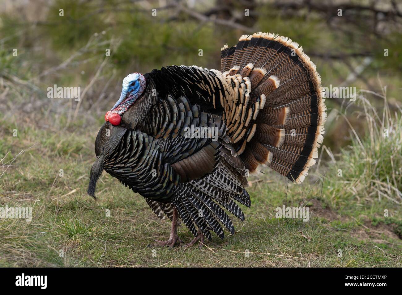 Des dindes de Tom sauvages qui orne une danse d'accouplement avec leurs plumes de queue bronzées. Oregon, Ashland, Cascade Siskiyou Monument national. Ressort Banque D'Images