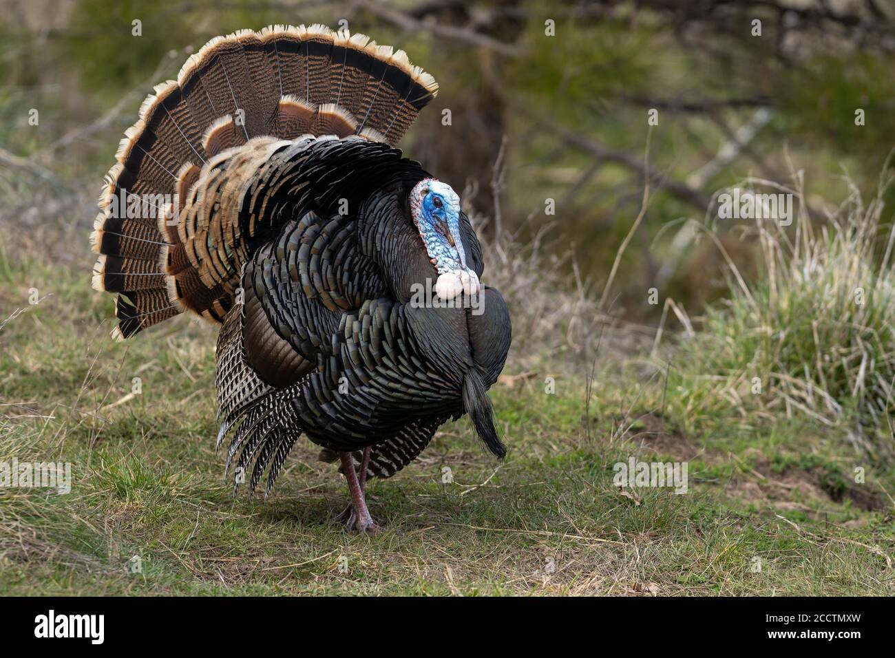 Des dindes de Tom sauvages qui orne une danse d'accouplement avec leurs plumes de queue bronzées. Oregon, Ashland, Cascade Siskiyou Monument national. Ressort Banque D'Images