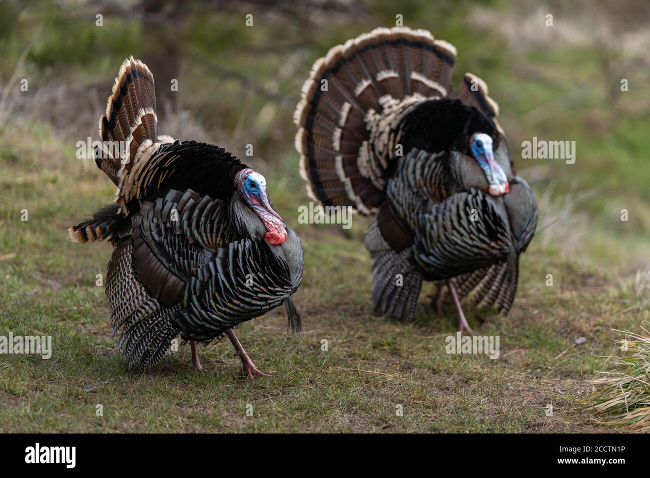 Des dindes de Tom sauvages qui orne une danse d'accouplement avec leurs plumes de queue bronzées. Oregon, Ashland, Cascade Siskiyou Monument national. Ressort Banque D'Images