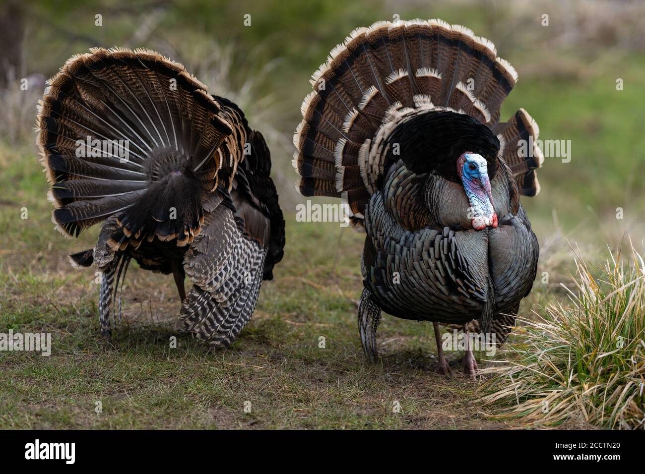 Des dindes de Tom sauvages qui orne une danse d'accouplement avec leurs plumes de queue bronzées. Oregon, Ashland, Cascade Siskiyou Monument national. Ressort Banque D'Images