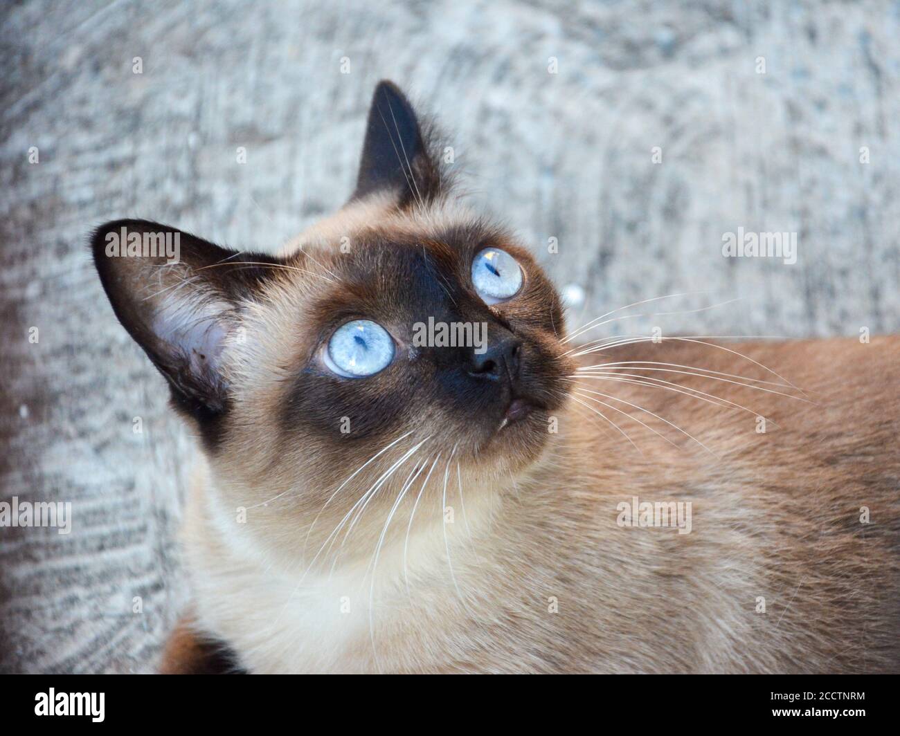 Gros Plan Sur Un Visage De Chat Siamois Avec Des Yeux Bleus Recherche Photo Stock Alamy