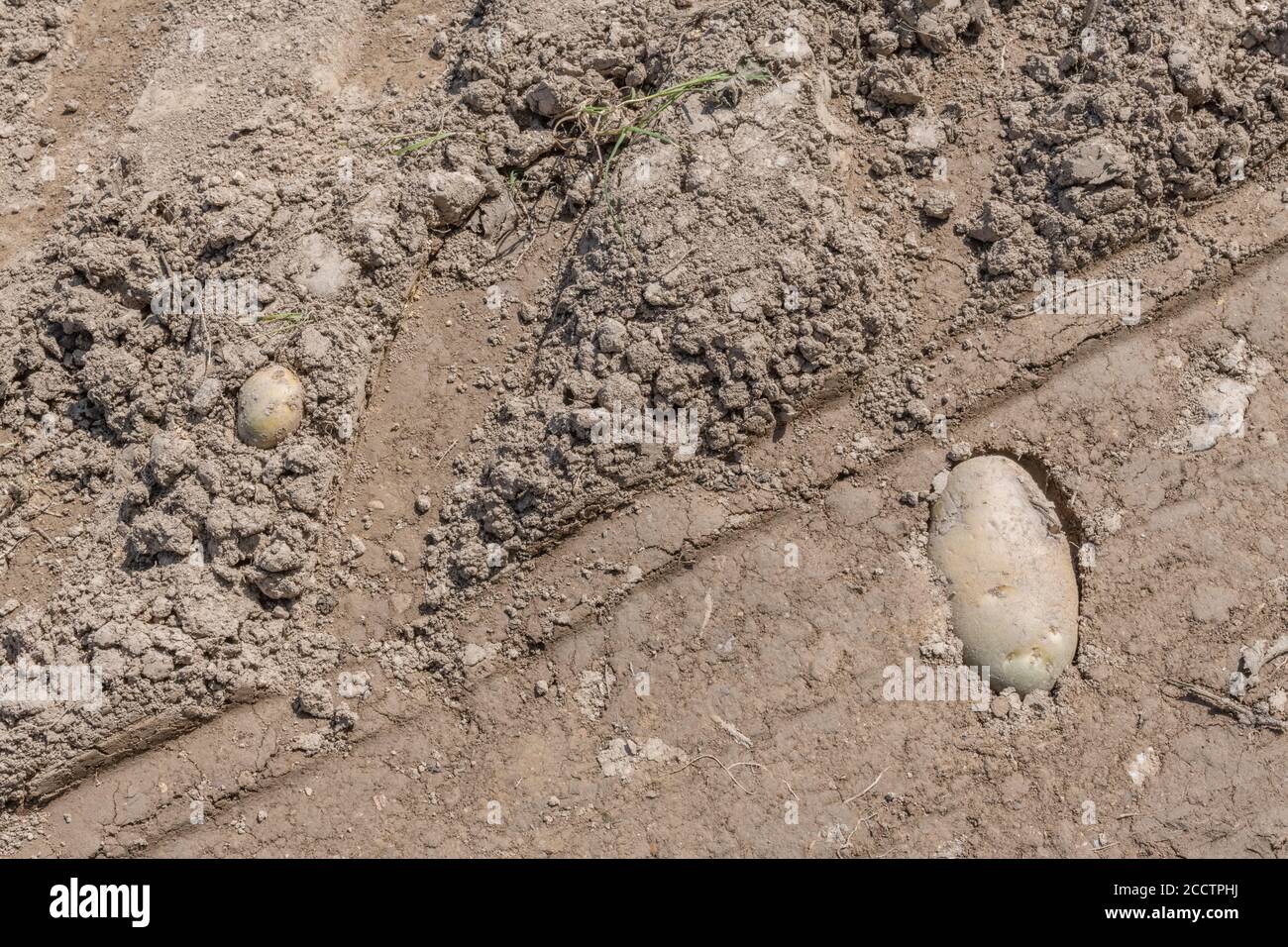Pomme de terre isolée isolée sur terre et chenille pour pneus de tracteur. Résumé culture de la pomme de terre, métaphore production alimentaire au Royaume-Uni, agriculture au Royaume-Uni. Banque D'Images