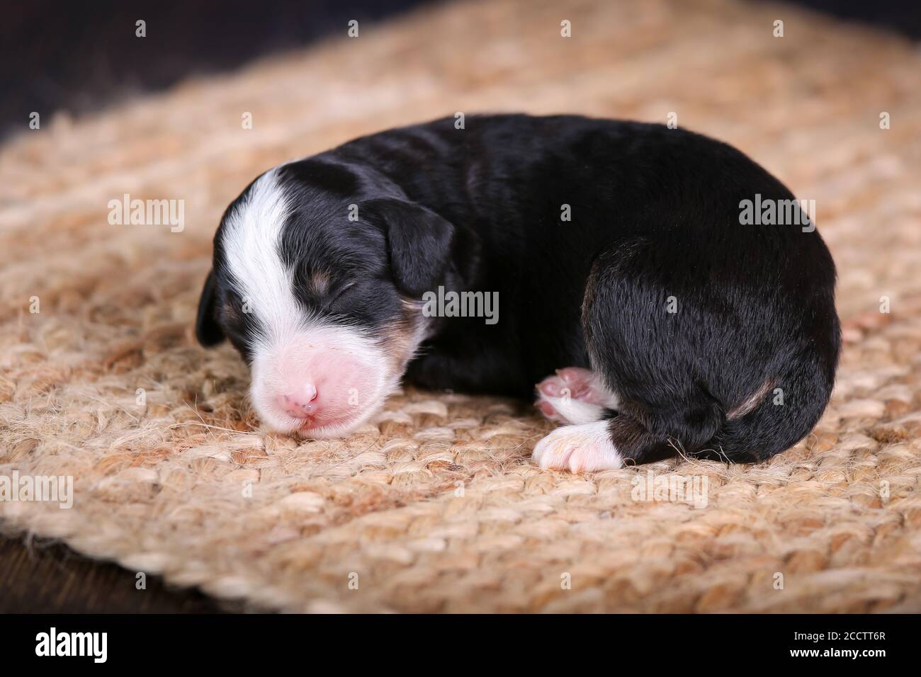 F1B Mini Bernedoodle tricolore bébé chiot endormi allumé le sol Banque D'Images