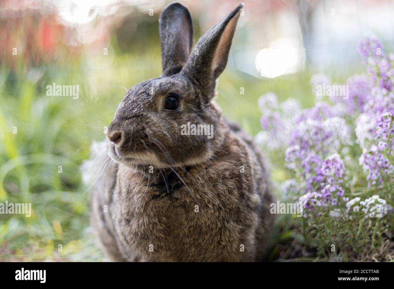 Petit lapin gris dans le jardin avec une mise au point sélective de lumière douce DOF peu profond Banque D'Images Petit lapin gris dans le jardin avec une mise au point sélective de lumière douce DOF peu profond Banque D'Images