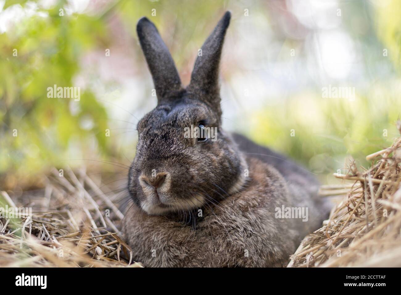 Petit lapin gris dans le jardin avec une mise au point sélective de lumière douce DOF peu profond Banque D'Images Petit lapin gris dans le jardin avec une mise au point sélective de lumière douce DOF peu profond Banque D'Images