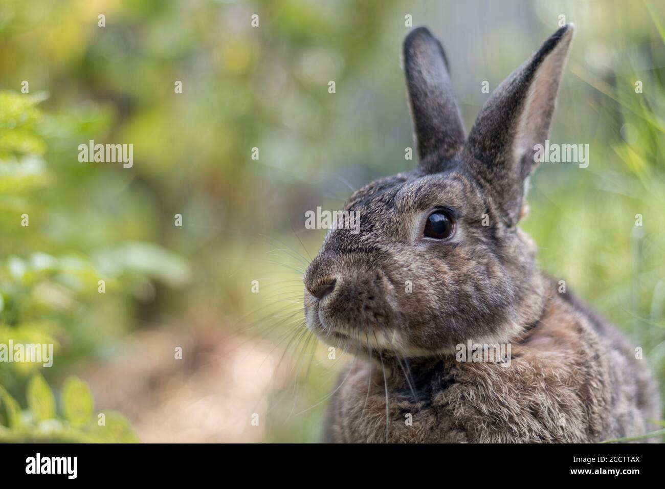 Petit lapin gris dans le jardin avec une mise au point sélective de lumière douce DOF peu profond Banque D'Images Petit lapin gris dans le jardin avec une mise au point sélective de lumière douce DOF peu profond Banque D'Images