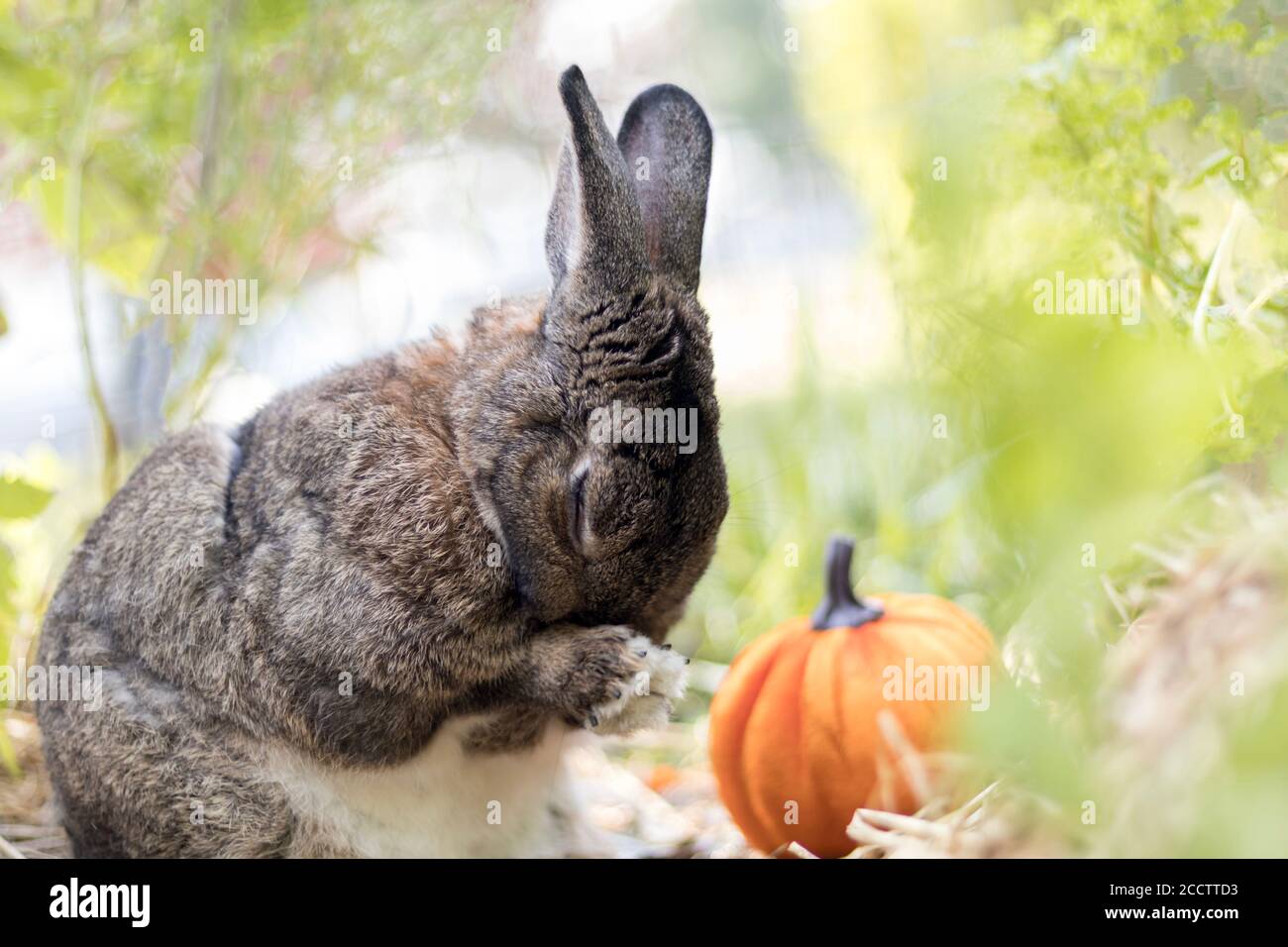Petit lapin gris avec potiron doux lumière sélective foyer peu profond DOF Banque D'Images Petit lapin gris avec potiron doux lumière sélective foyer peu profond DOF Banque D'Images